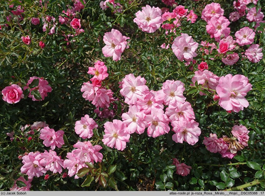 Rosa hort. Mirato