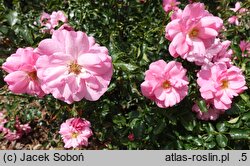 Rosa hort. Mirato