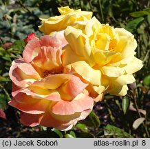 Rosa hort. Nawojka