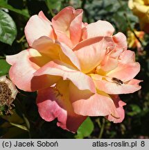 Rosa hort. Nawojka