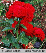 Rosa hort. Nina Weibull