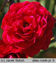 Rosa hort. Nina Weibull