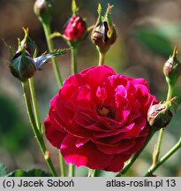 Rosa hort. Nina Weibull
