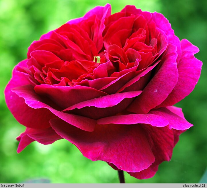 Rosa hort. Othello
