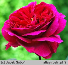 Rosa hort. Othello