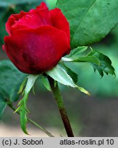 Rosa hort. Othello