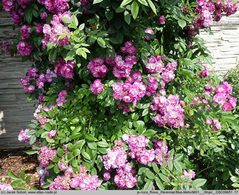 Rosa hort. Perennial Blue