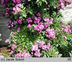 Rosa hort. Perennial Blue