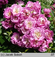 Rosa hort. Perennial Blue