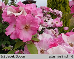 Rosa hort. Polonica