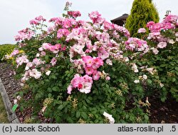 Rosa hort. Polonica