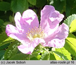 Rosa hort. Przelewice