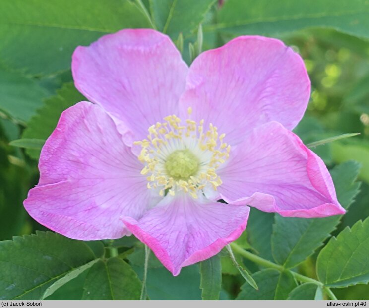 Rosa hort. Przelewice