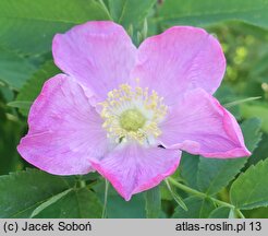 Rosa hort. Przelewice
