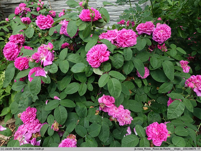 Rosa hort. Rose de Resht