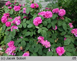 Rosa hort. Rose de Resht