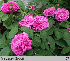 Rosa hort. Rose de Resht