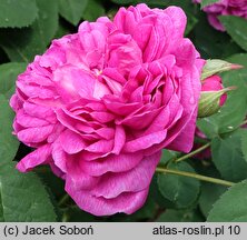 Rosa hort. Rose de Resht