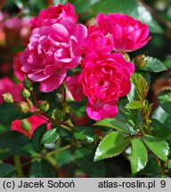 Rosa hort. Spevu
