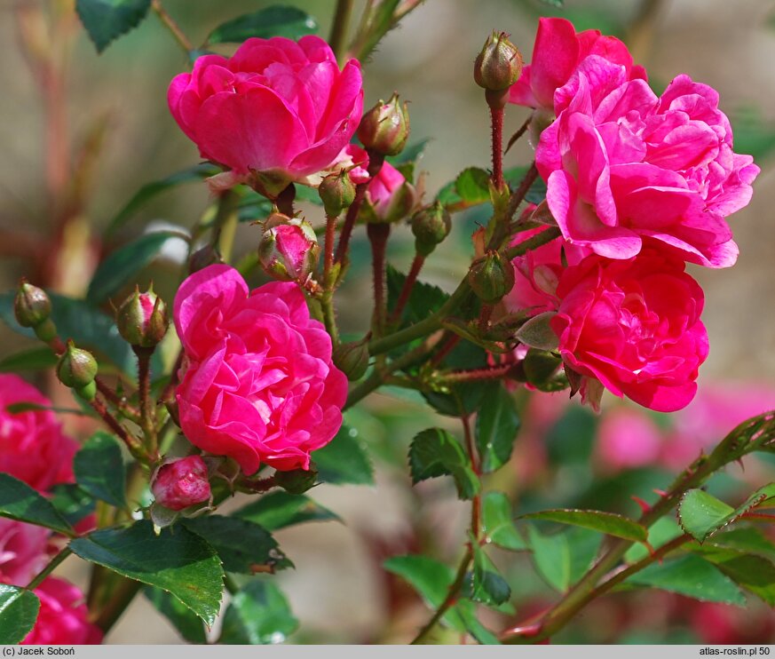 Rosa hort. Spevu