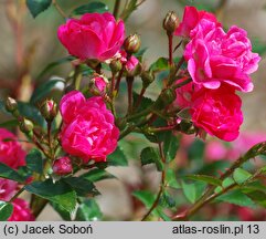 Rosa hort. Spevu