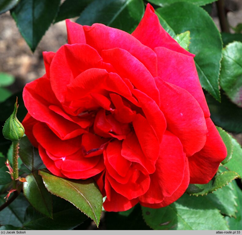 Rosa hort. Shanty