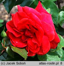 Rosa hort. Shanty