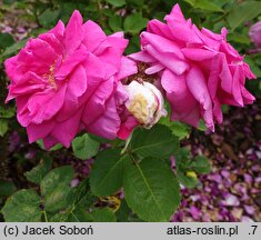 Rosa hort. Show Time