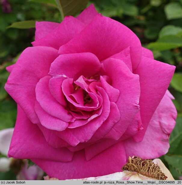 Rosa hort. Show Time