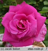 Rosa hort. Show Time