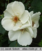 Rosa hort. Śnieżynka