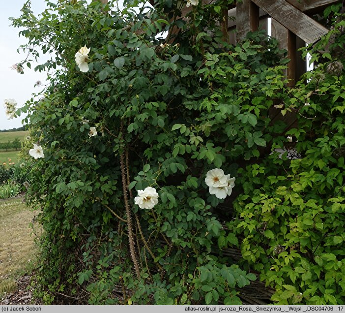 Rosa hort. Śnieżynka