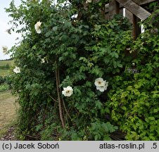 Rosa hort. Śnieżynka