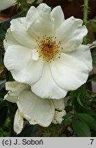 Rosa hort. Śnieżynka