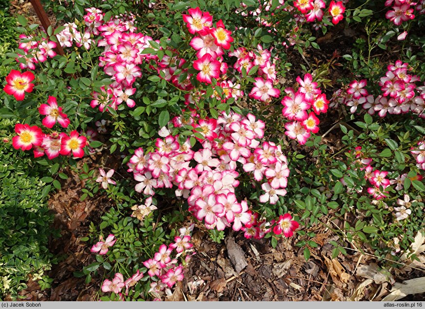 Rosa hort. Star Profusion