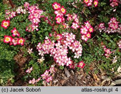 Rosa hort. Star Profusion