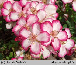 Rosa hort. Star Profusion