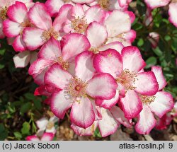 Rosa Star Profusion