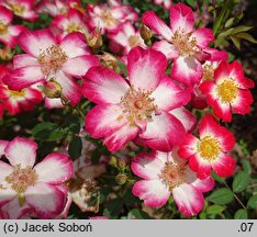 Rosa hort. Star Profusion
