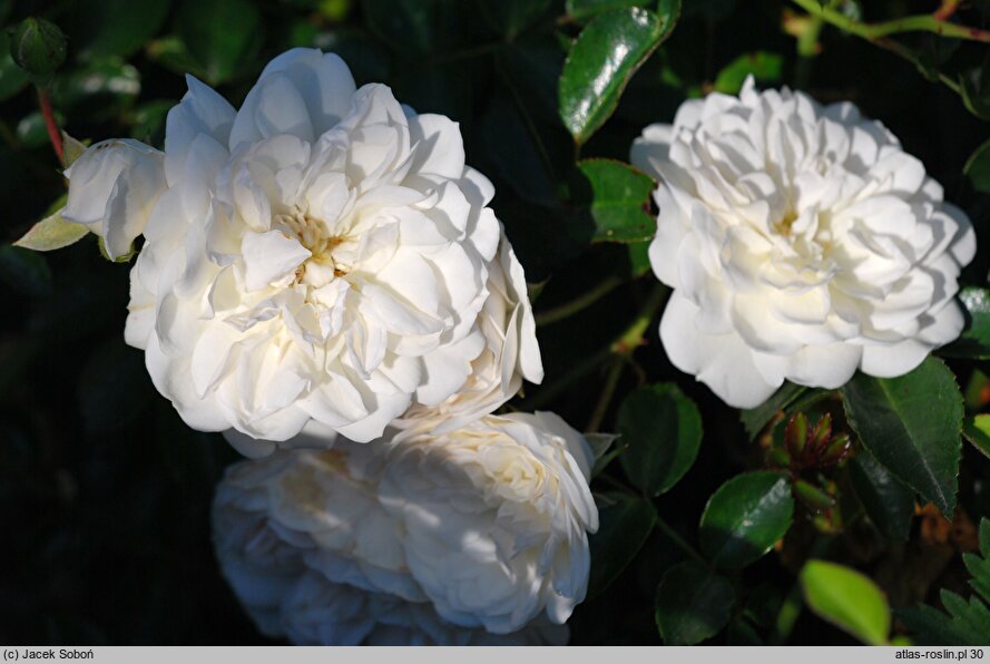 Rosa hort. Swany