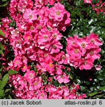 Rosa hort. Stadt Rom