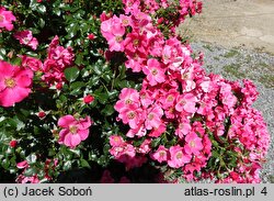 Rosa hort. Stadt Rom