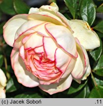 Rosa hort. Biedermeier