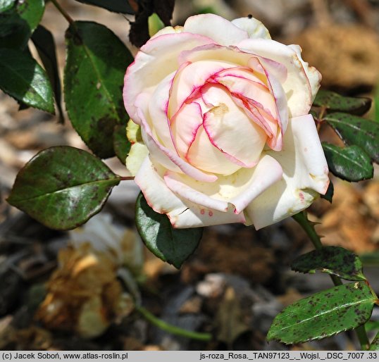 Rosa hort. Biedermeier