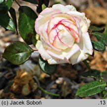 Rosa hort. Biedermeier