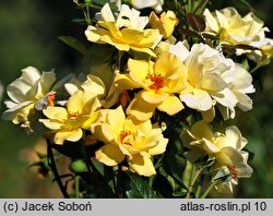 Rosa hort. Tanarubz
