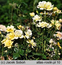 Rosa hort. Tanarubz