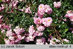 Rosa hort. Taninat
