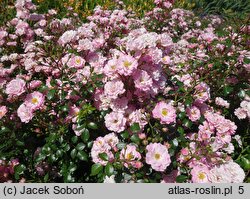Rosa hort. Taninat