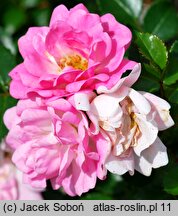 Rosa hort. Taninat